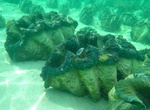 Visit Giant Clams Sanctuary & White Beach, Camiguin Island, Philippines