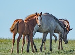 See Wild Horses at Theodore Roosevelt National Park, North Dakota