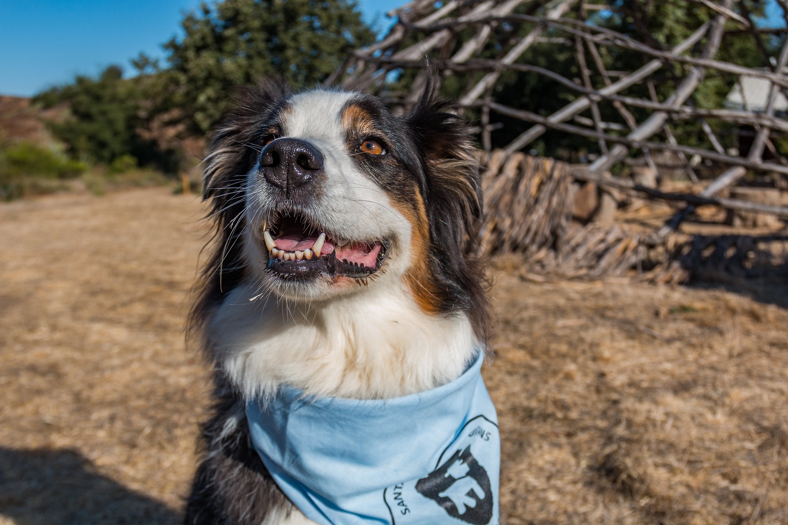 The Most DogFriendly National Parks in Every Region