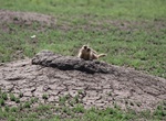 Explore South Unit Prairie Dog Towns, Theodore Roosevelt National Park, North Dakota