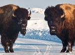 Go Skiing and Snowshoeing at Theodore Roosevelt National Park, North Dakota