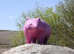 See The Pink Wombat, Wombat, New South Wales, Australia
