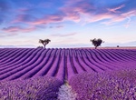 Visit Valensole, France