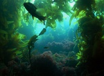 Dive Ship Rock, Catalina Island, California