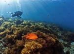 Dive or Snorkel Isthmus Reef, Catalina Island, California