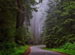 Explore Redwood National and State Parks, California (UNESCO site)