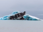Visit Alsek Glacier & Lake, Alaska