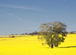 See Cowra Canola Fields, Cowra, New South Wales, Australia