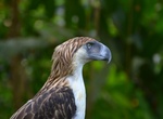 Visit Philippine Eagle Center, Mindanao Island, Philippines