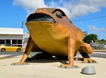 See Buffy the Big Cane Toad, Sarina, Queensland, Australia