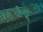 Wreck Dive Nippo Maru, Chuuk Lagoon, Micronesia