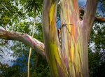 See Rainbow Eucalyptus Trees