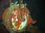 Wreck Dive Kansho Maru, Chuuk Lagoon, Micronesia