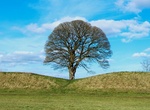 Visit Sycamore Gap (Hadrian's Wall Mile 48), Northumberland, England