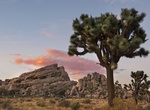 See Turtle Rock, Joshua Tree National Park, California