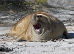 Visit Sea Lion Island, Falkland Islands
