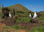 Visit Nightingale Island, Tristan da Cunha, UK