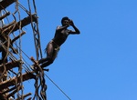 See Land Diving on Pentecost Island, Vanuatu