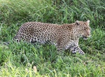 Visit Tsaobis Leopard Park