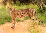 Visit Naankuse Foundation Wildlife Sanctuary, Namibia