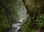 Explore Goldstream Provincial Park, Vancouver Island, British Columbia, Canada