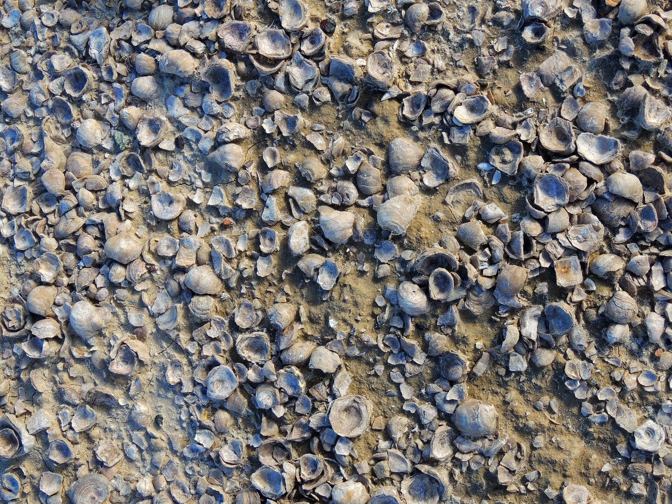 Oyster Shell Reef