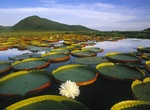 Explore Pantanal Matogrossense National Park, Mato Grosso, Brazil