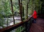 Hike Franklin Nature Trail, Franklin-Gordon Wild Rivers National Park, Tasmania, Australia
