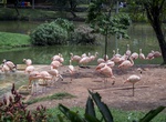 Visit São Paulo Zoo, São Paulo, Brazil