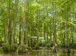 Explore Honey Island Swamp, St. Tammany Parish, Louisiana