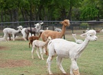 Visit Alpacas of Aledo, Texas
