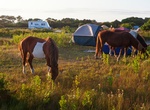 Explore Assateague State Park, Worcester County, Maryland