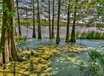 Explore Chicot State Park, Ville Platte, Louisiana