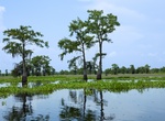 Explore Atchafalaya Basin, Louisiana