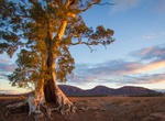 See Cazneaux Tree, Wilpena Pound, South Australia