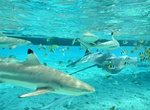 Snorkel & Feed Sharks in Bora Bora Lagoon