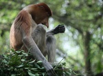See Proboscis Monkeys on Kinabatangan River, Borneo, Malaysia