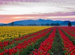 Visit Skagit Valley, Washington 