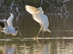Birdwatch Mrazek Pond, Everglades National Park