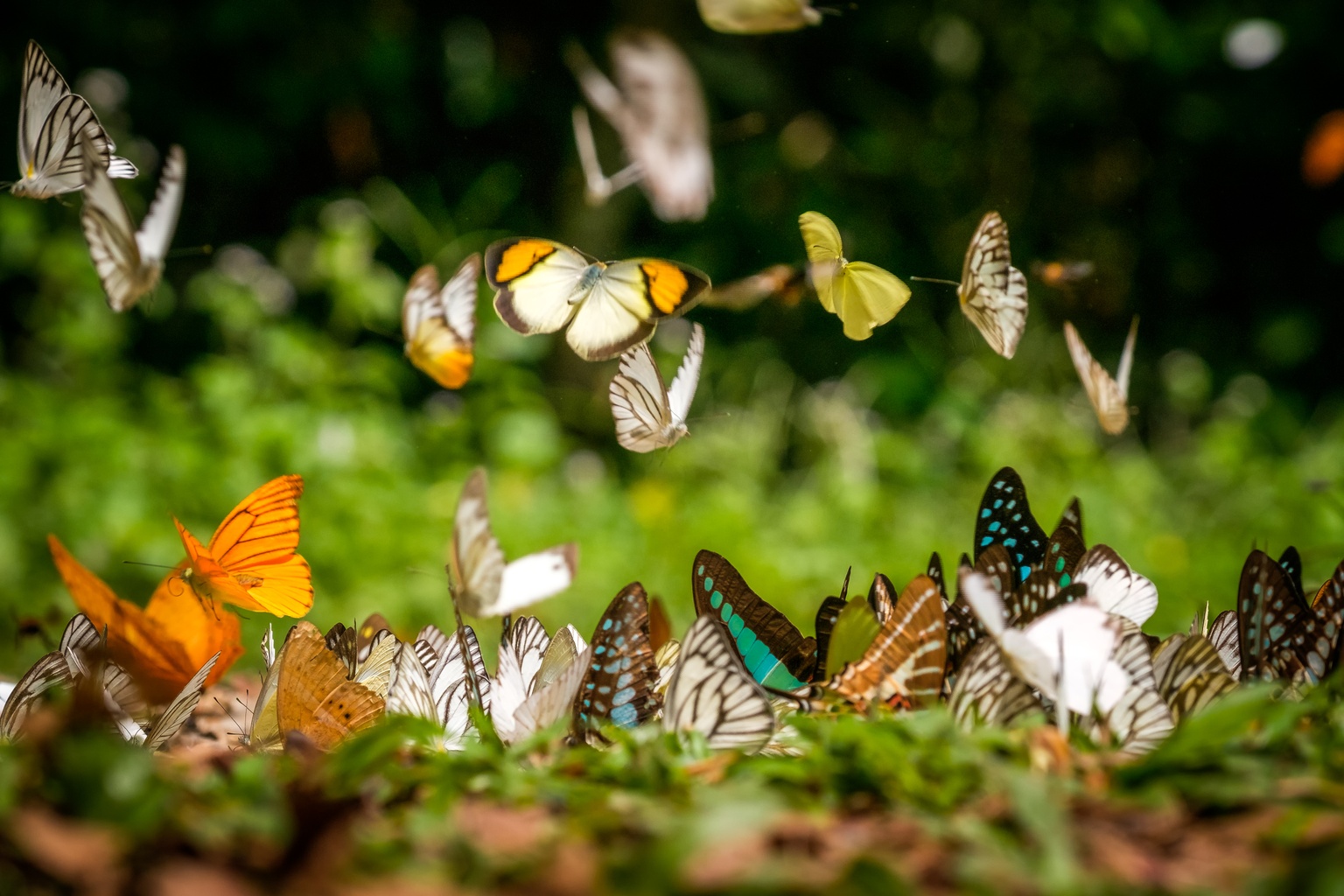 Kaeng Krachan Forest Complex
