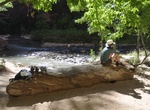 See Flanigan Ditch, Zion National Park, Utah