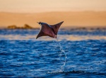 See a Breaching Mobula Ray