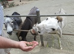 Visit Donkey Sanctuary, Aruba