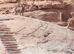 Visit Driftwood Canyon Miners' Stairs, Lake Powell, Utah