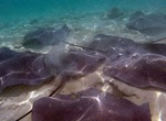 Snorkel with Bora Bora Stingrays, Bora Bora