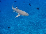Snorkel with Bora Bora Blacktip Reef Sharks, Bora Bora