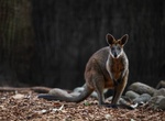 See Wallabies on Inchconnachan Island, Scotland