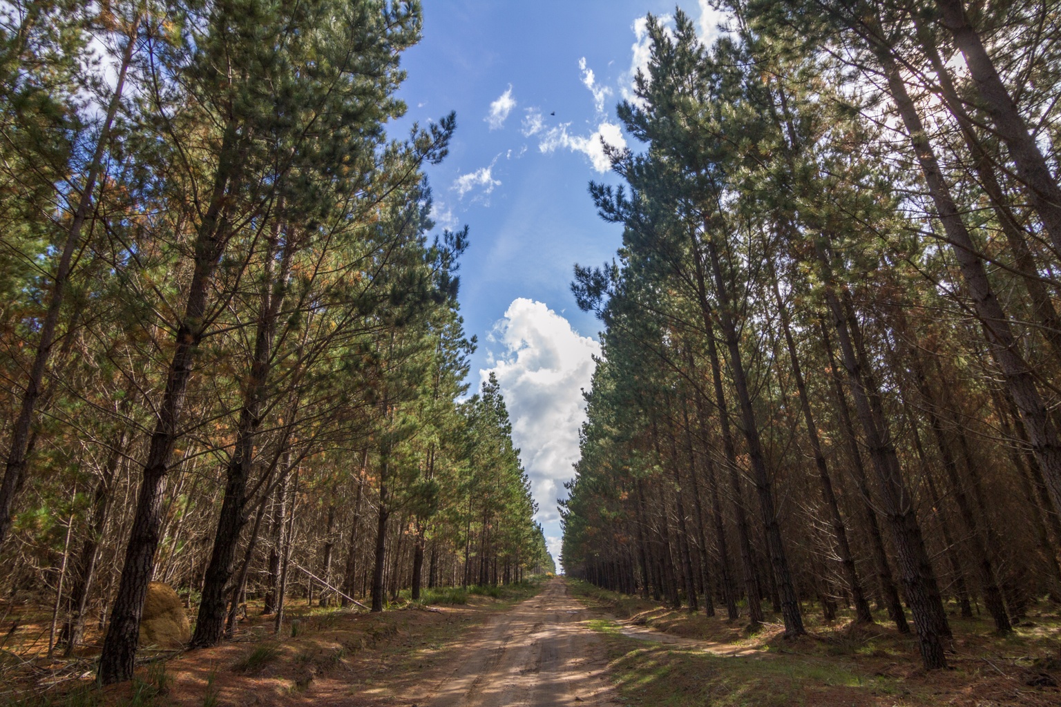 Belanglo State Forest
