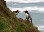 Visit Cape Saunders, Otago Peninsula, New Zealand