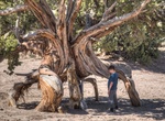 See Spider Tree, Little Sahara, Utah